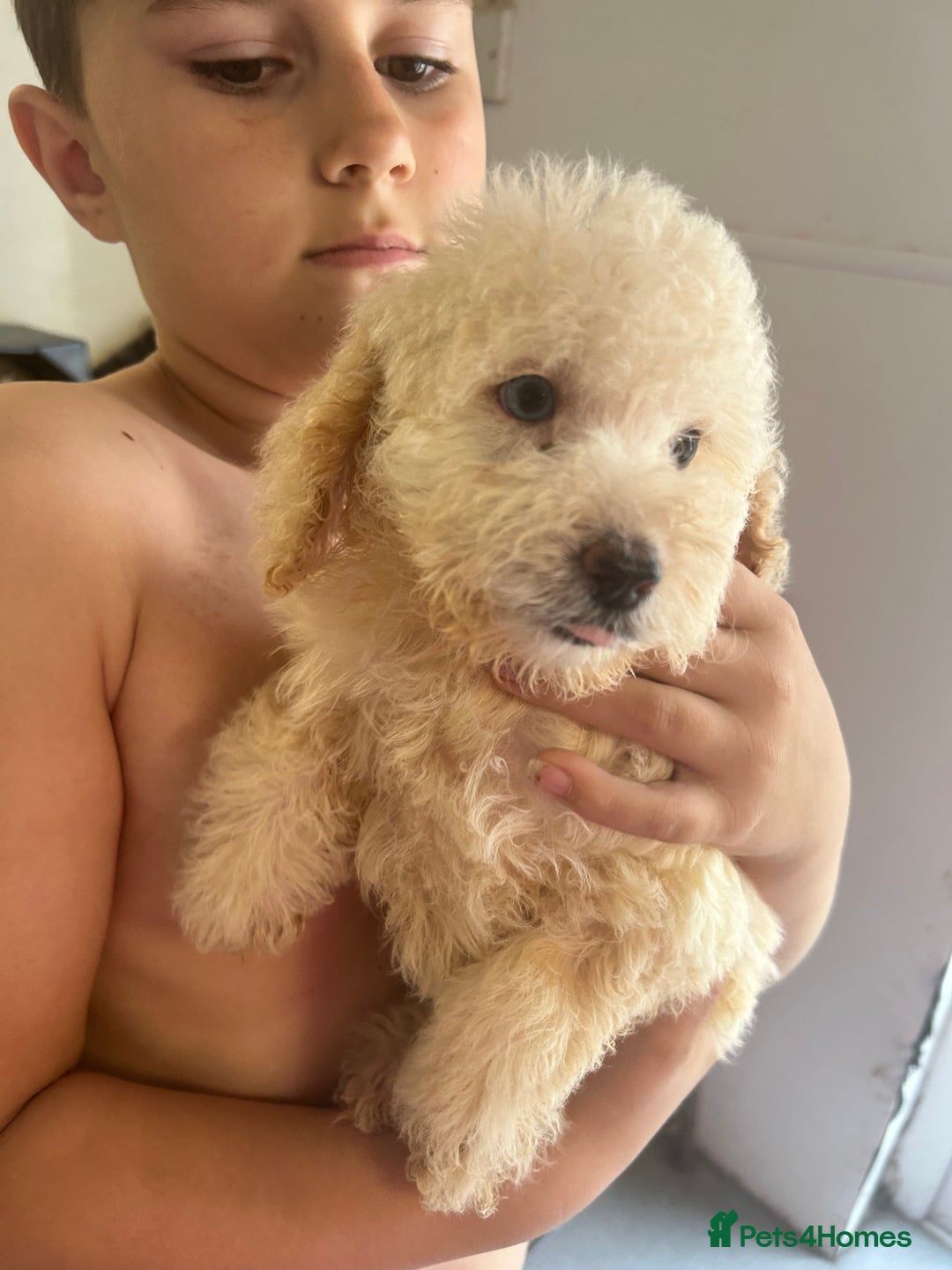 Cockapoo dogs for sale: Cockapoo puppy's  - Image 6