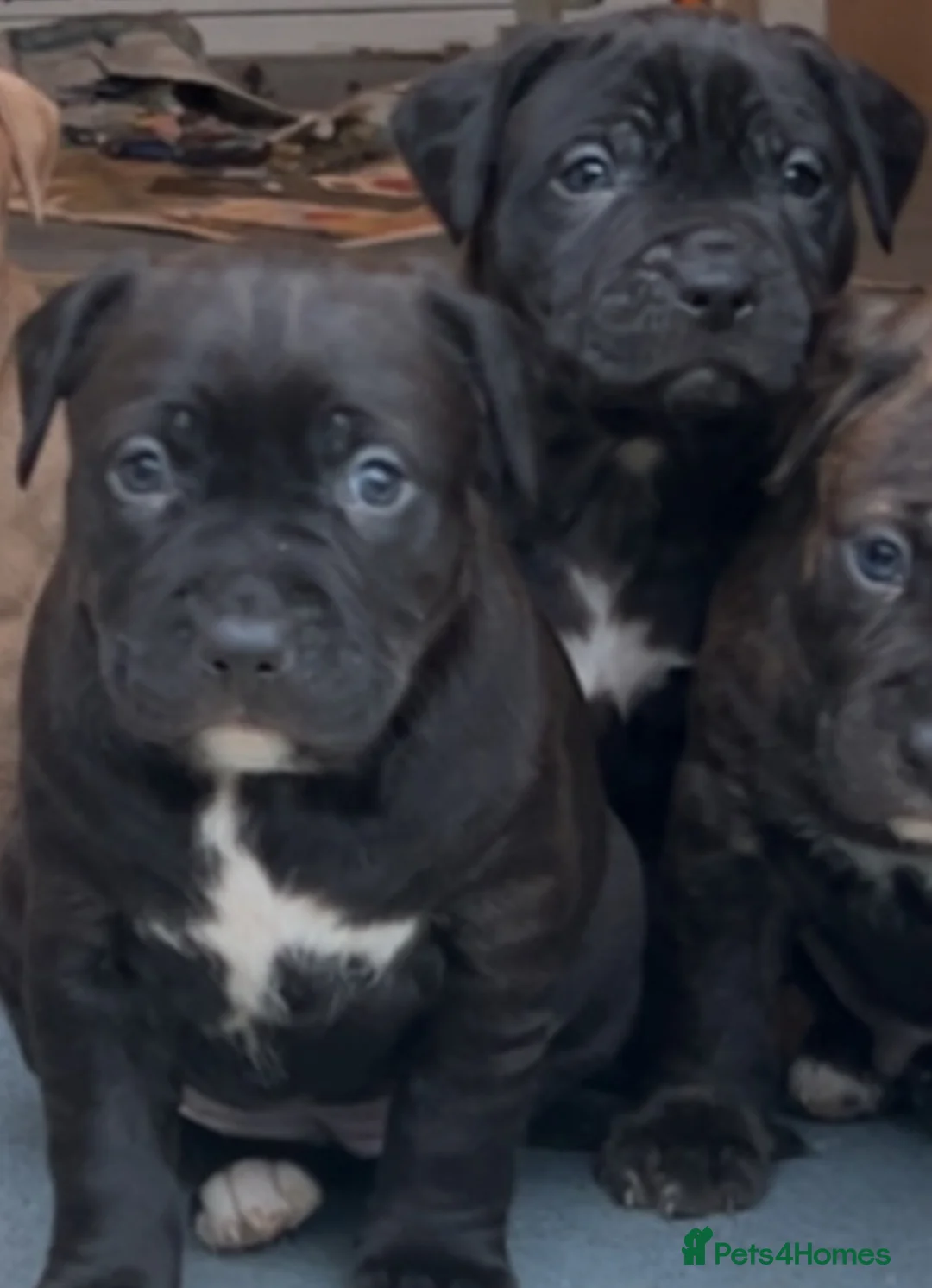 Staffordshire Bull Terrier dogs for sale: American staff puppies  - Advert 2
