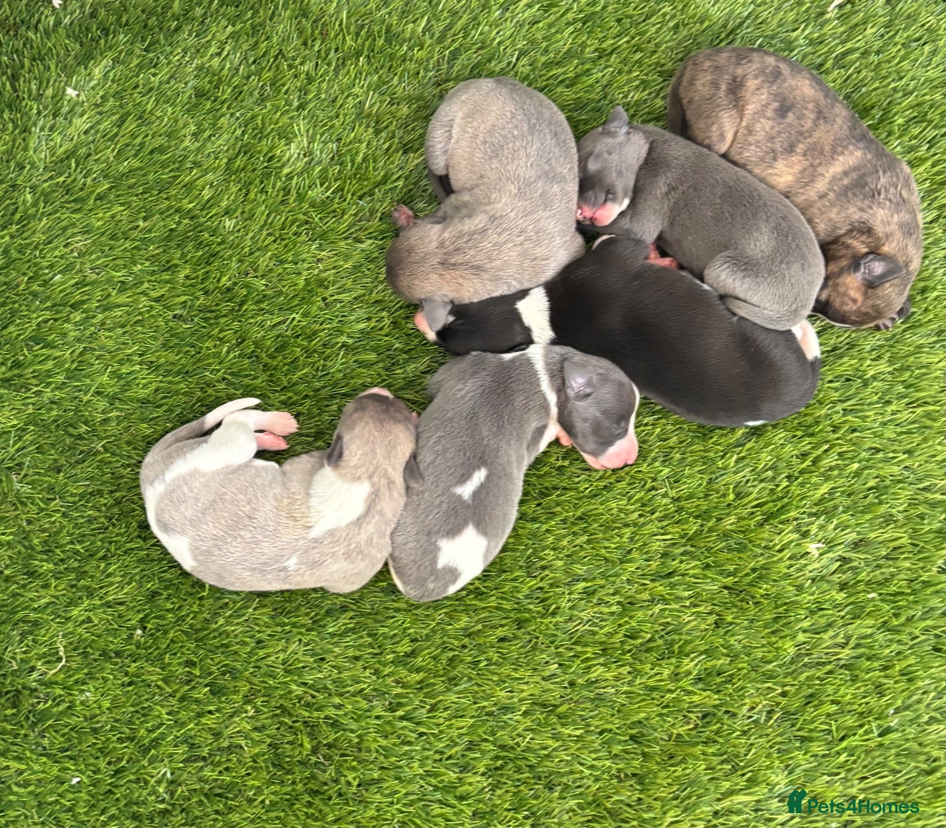 Whippet dogs Quality Whippet puppies - Advert 2
