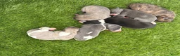 Whippet dogs for sale: Quality Whippet puppies - Advert 2