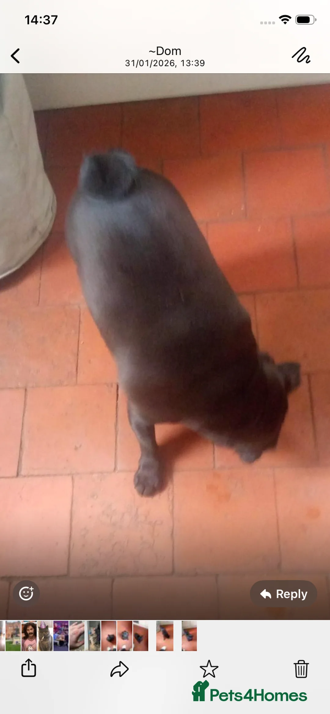 Pug dogs for sale: Black girl pug  - Advert 4