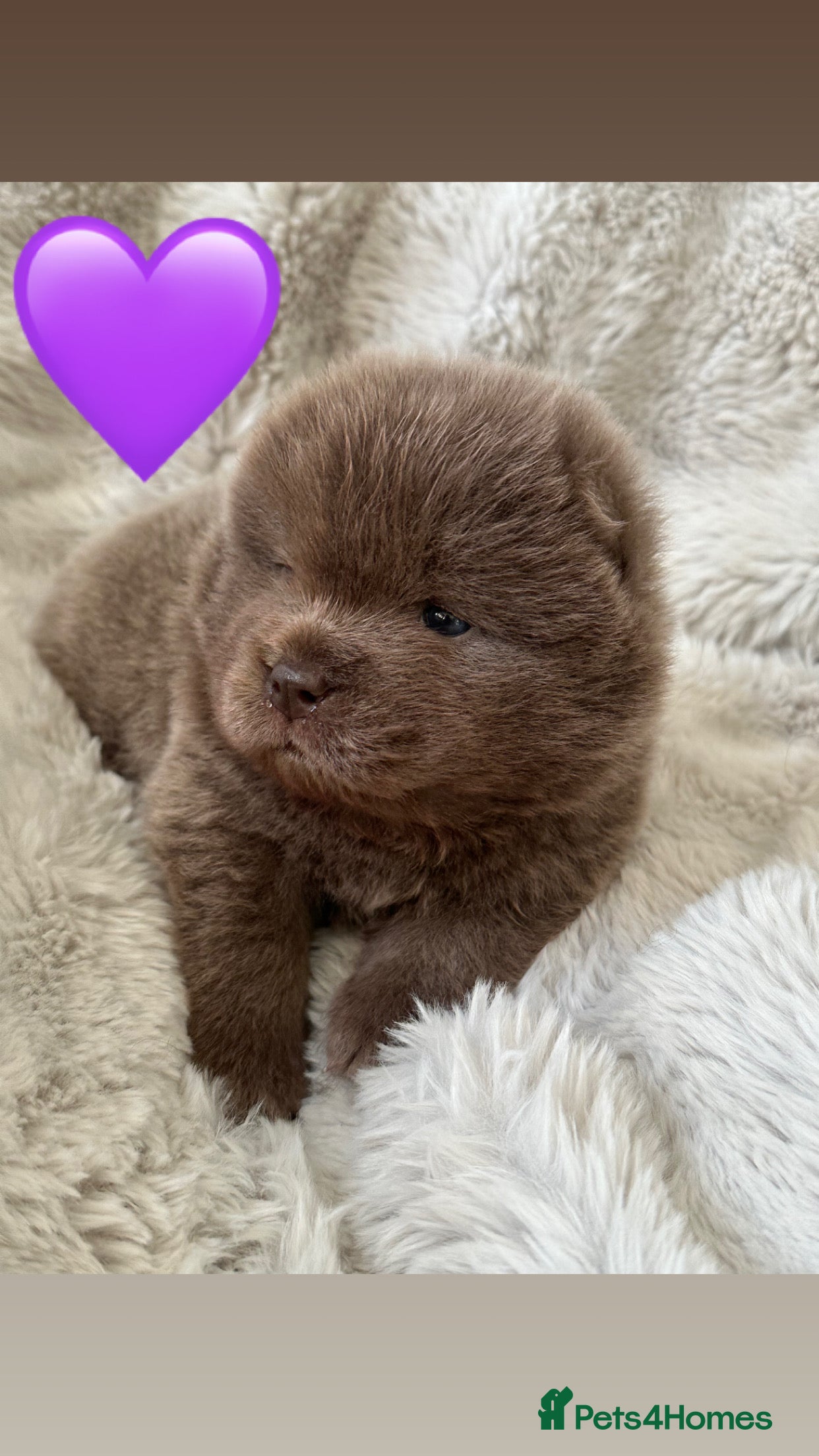 Chow Chow dogs Chow chow babies  - Advert 1