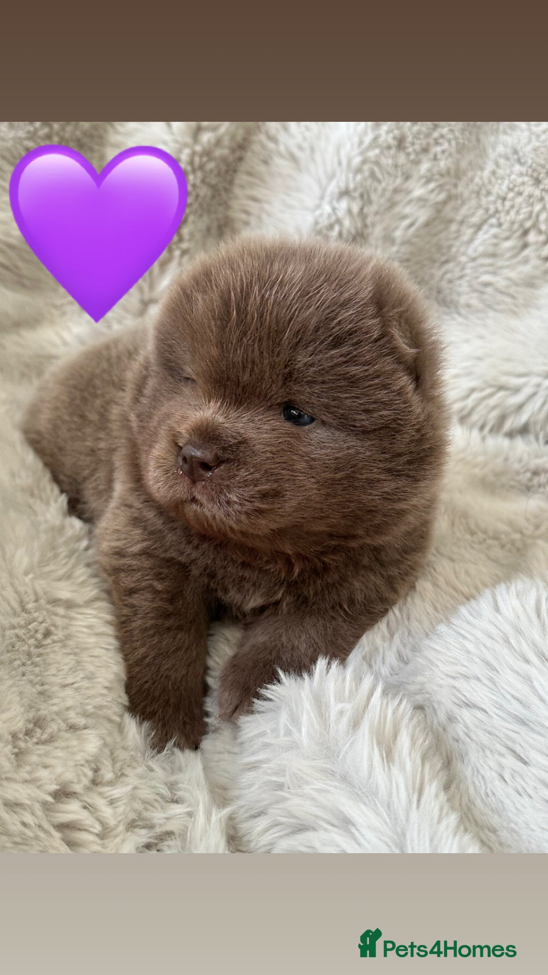 Chow Chow dogs for sale: Chow chow babies  - Advert 1