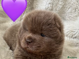 Chow Chow dogs Chow chow babies - Advert 1