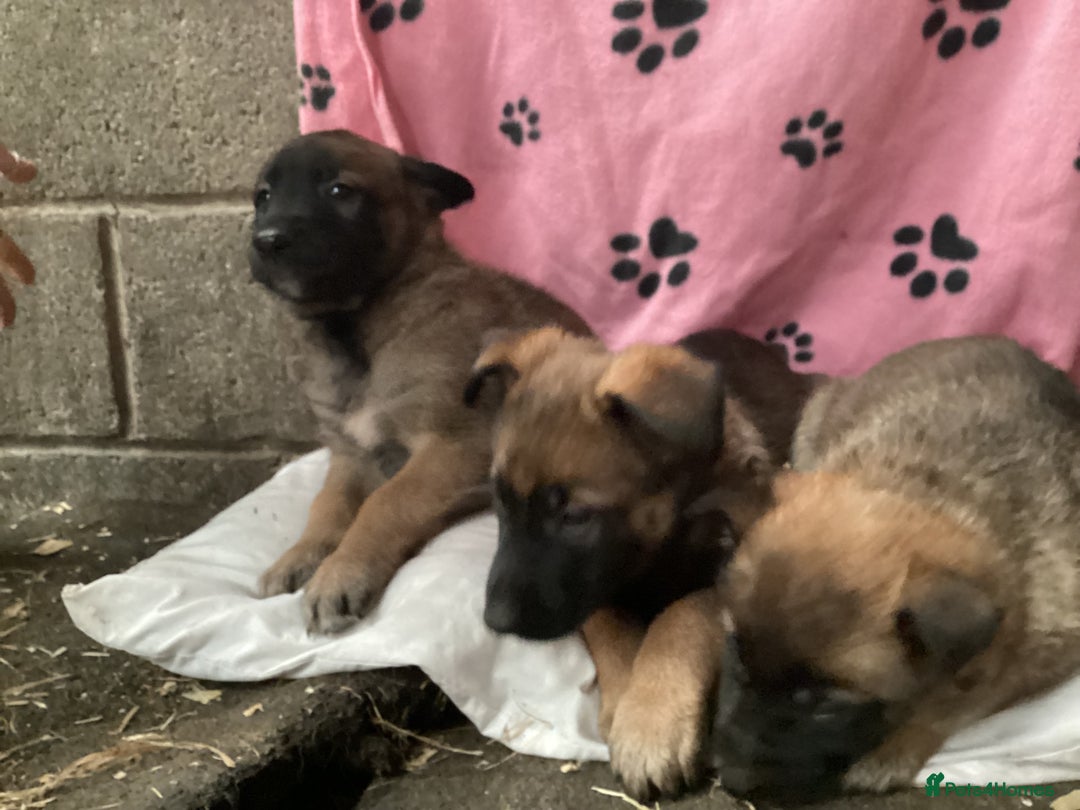 Belgian Shepherd Dog dogs for sale: Belgian shepherd puppies - Image 5
