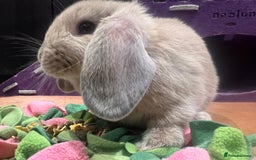 Mini Lop rabbits for sale: 🐰 Mini Lop Baby Bunnies for Sale 🐰 - Image 5
