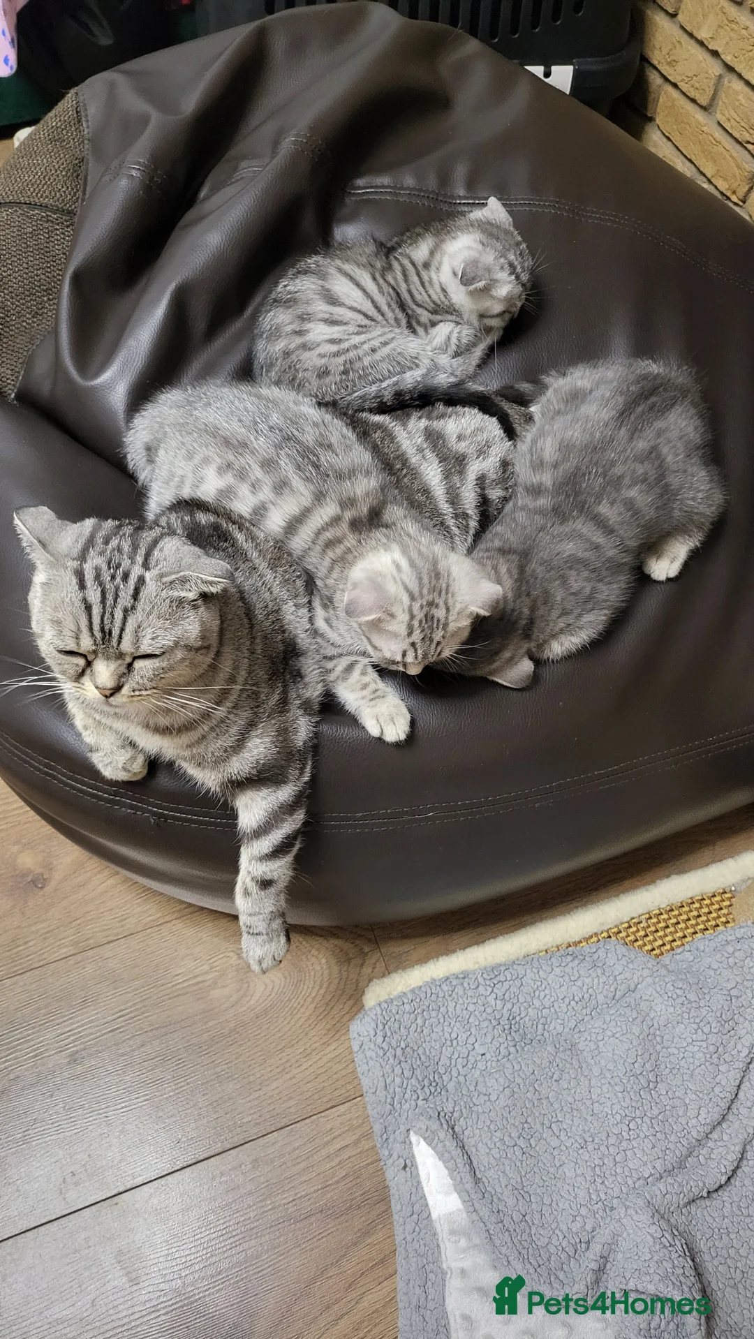 Scottish Fold cats for sale: Ready to rehome schottish fold kittens - Advert 2