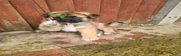Mixed Breed dogs for stud: ✨Hank✨ for stud  in Birmingham - Advert 13