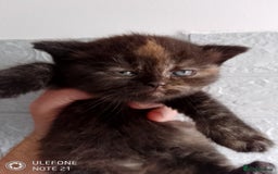 British Shorthair cats for sale: Beautiful exotic British Shorthair  - Advert 5