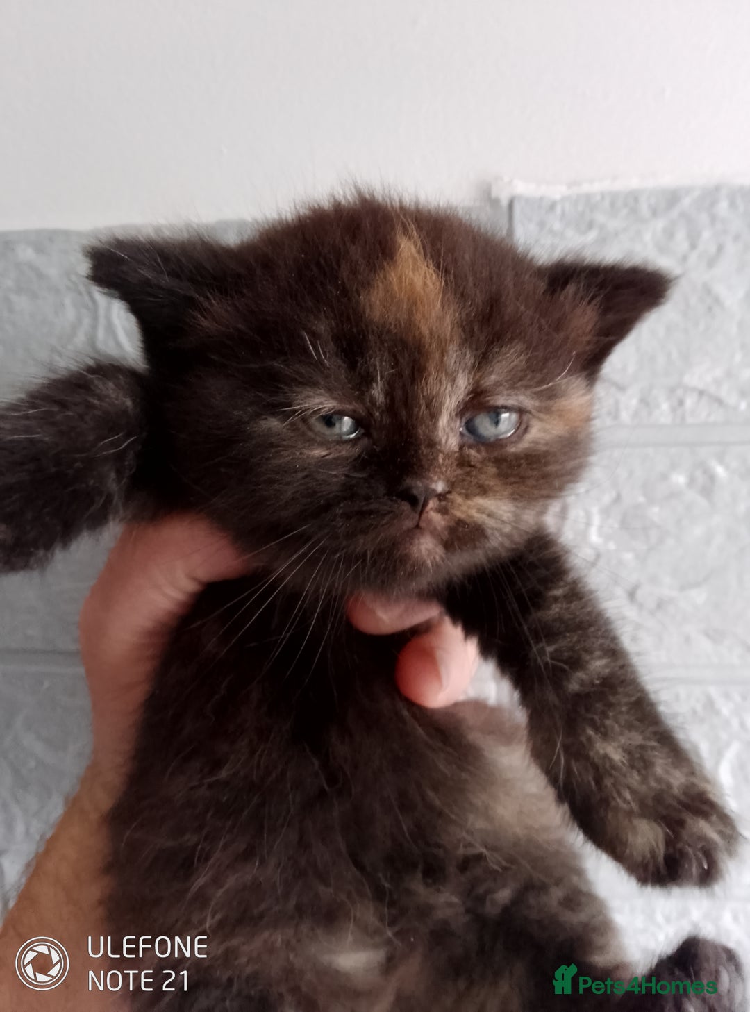 British Shorthair cats for sale: Beautiful exotic British Shorthair  - Advert 5