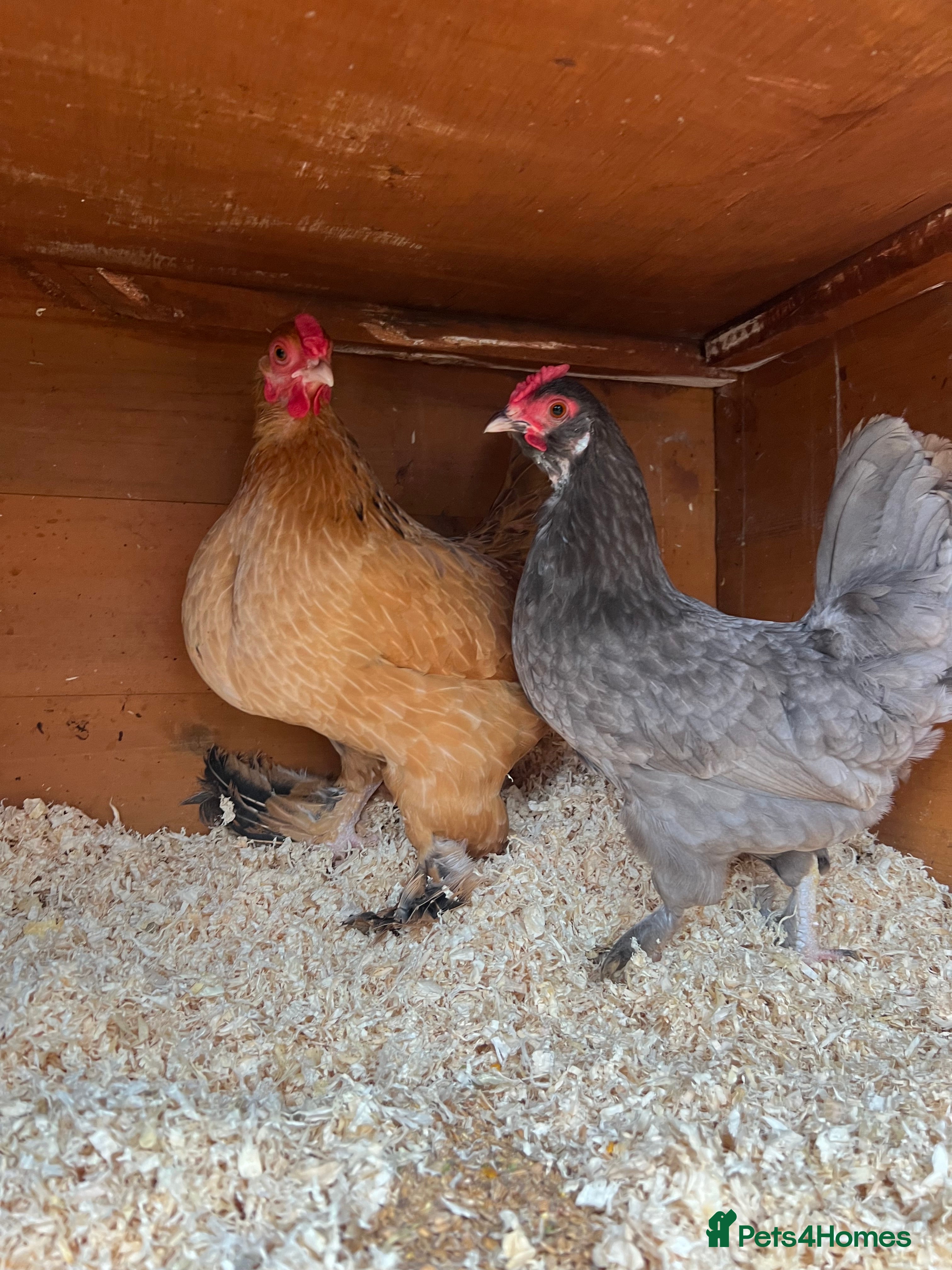 Chickens poultry 2 Pekin cross hens - Advert 1