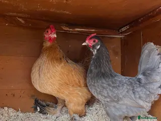 Chickens poultry 2 Pekin cross hens - Advert 1