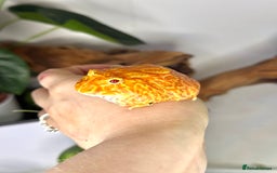 Frog reptiles for sale: Cute Strawberry Pac-Man frog  - Image 2