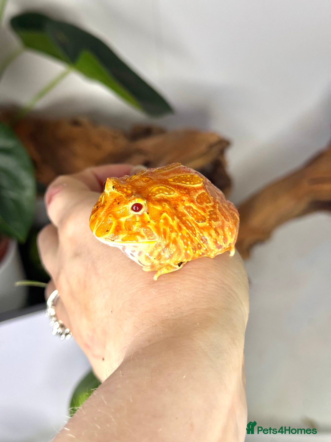 Frog reptiles for sale: Cute Strawberry Pac-Man frog  - Image 2