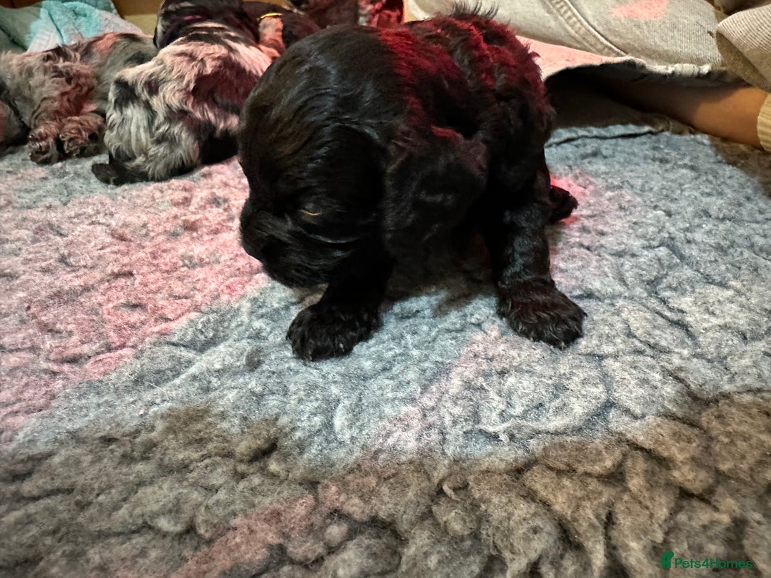 Cavapoo dogs for sale: Gorgeous Rare-Colouring Cavapoo Puppies - Image 10