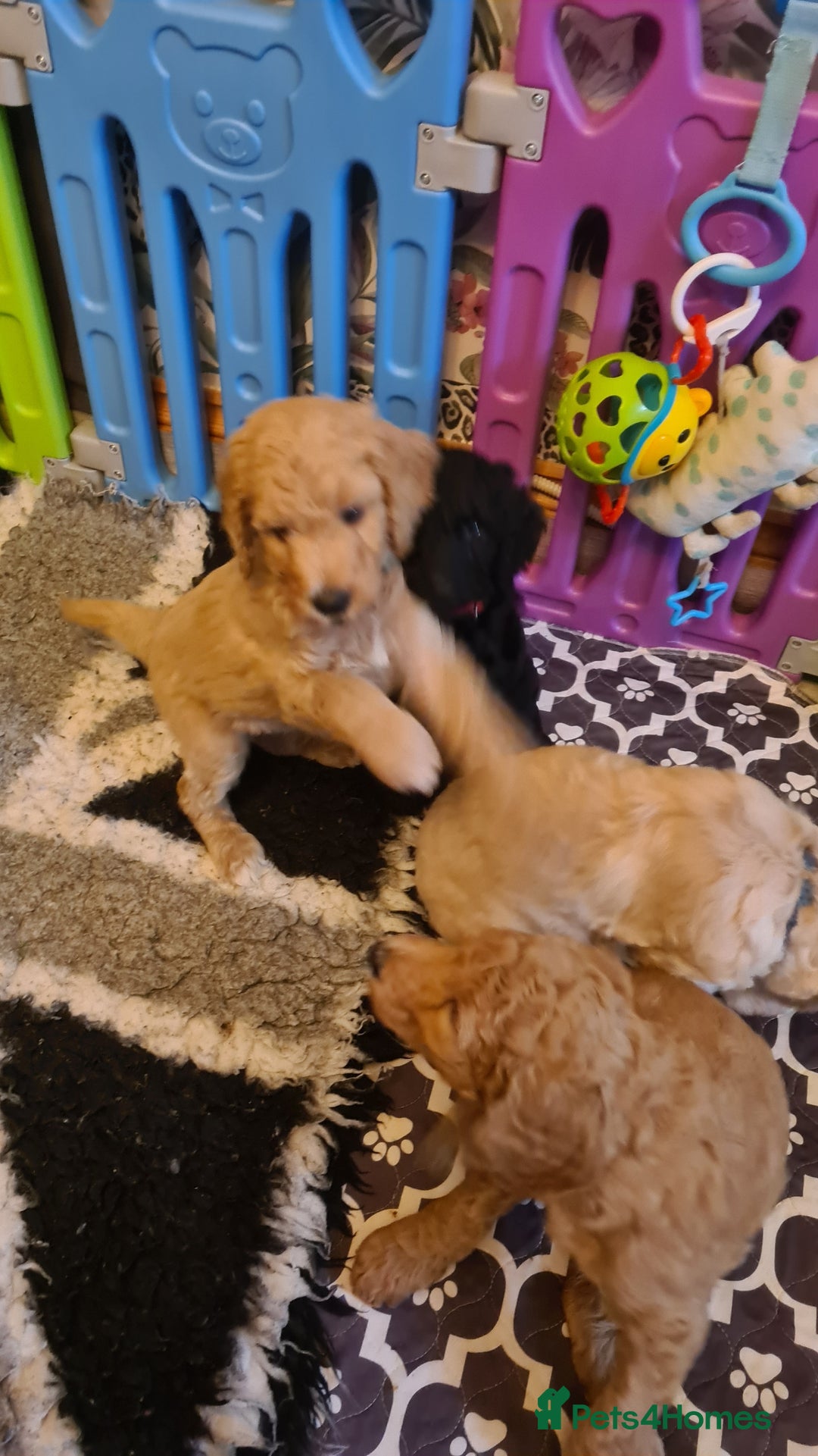 Standard Poodle dogs for sale: Beautiful standard poodle puppies - Advert 13