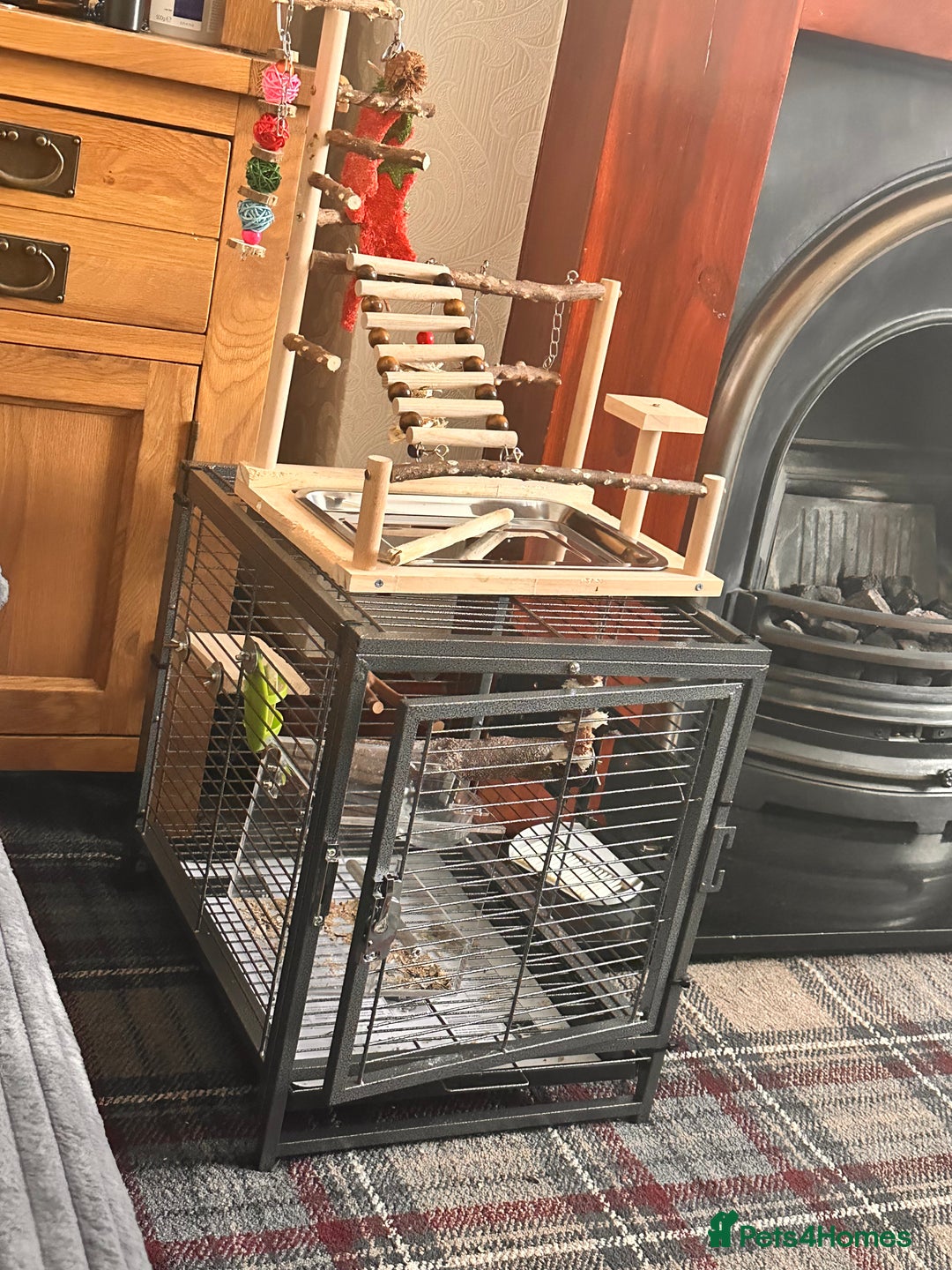 Conures birds for sale: Green cheek conure for sale - Image 3