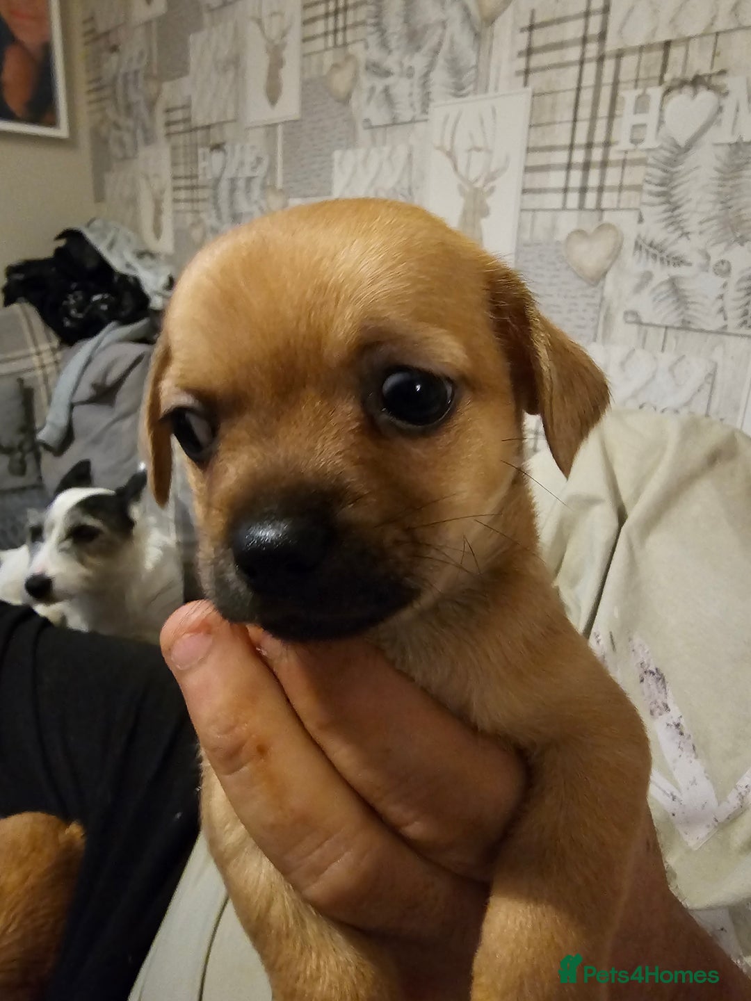 Chihuahua dogs for sale: Chihuahua  - Image 7