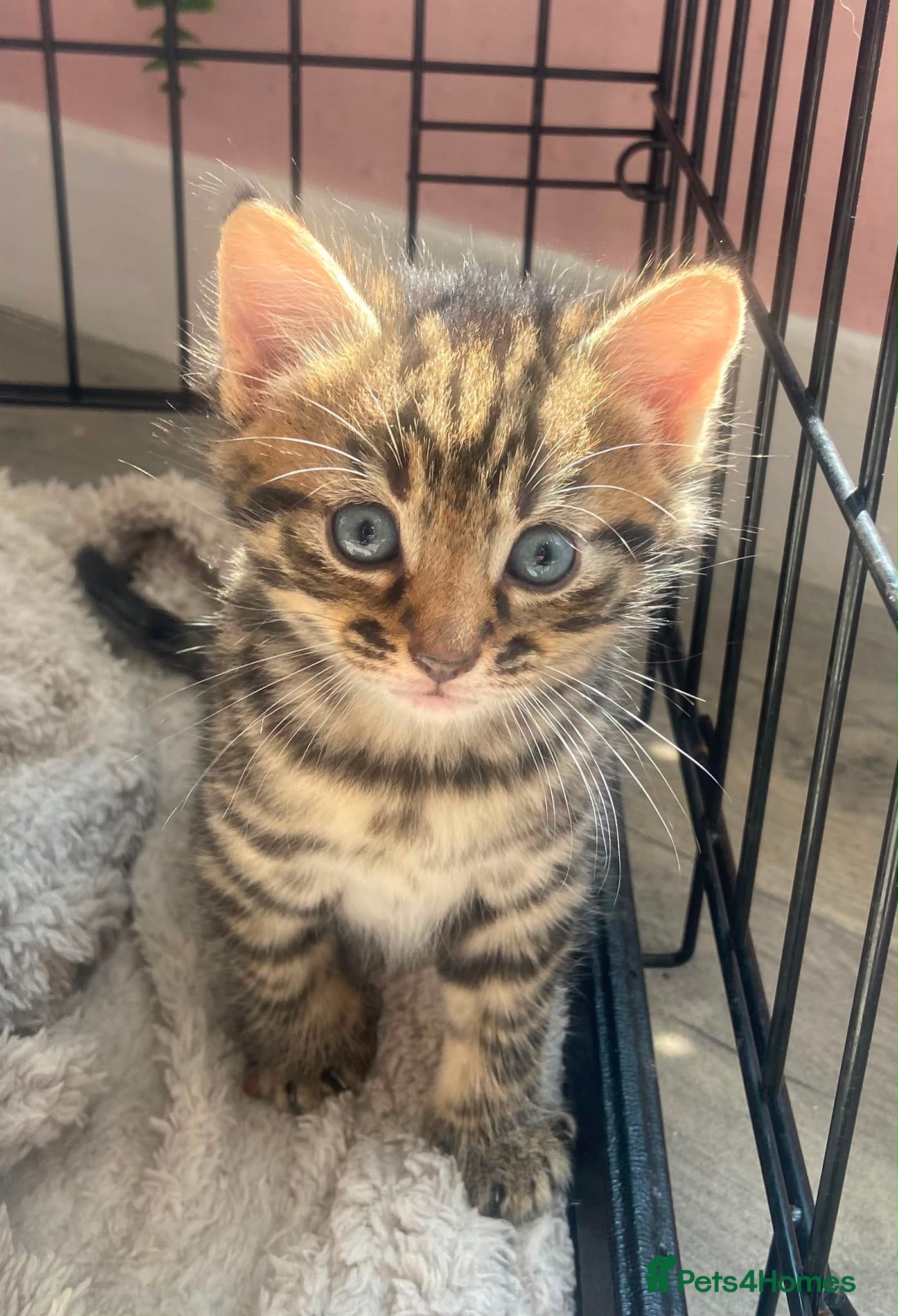 Mixed Breed cats Bengal x mixed litter - Advert 5