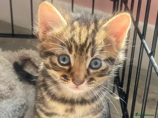 Mixed Breed cats Bengal x mixed litter - Advert 5