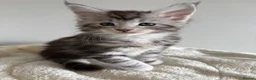 Maine Coon cats for sale: XL Maine Coon kittens for sale -TICA registered! - Advert 16