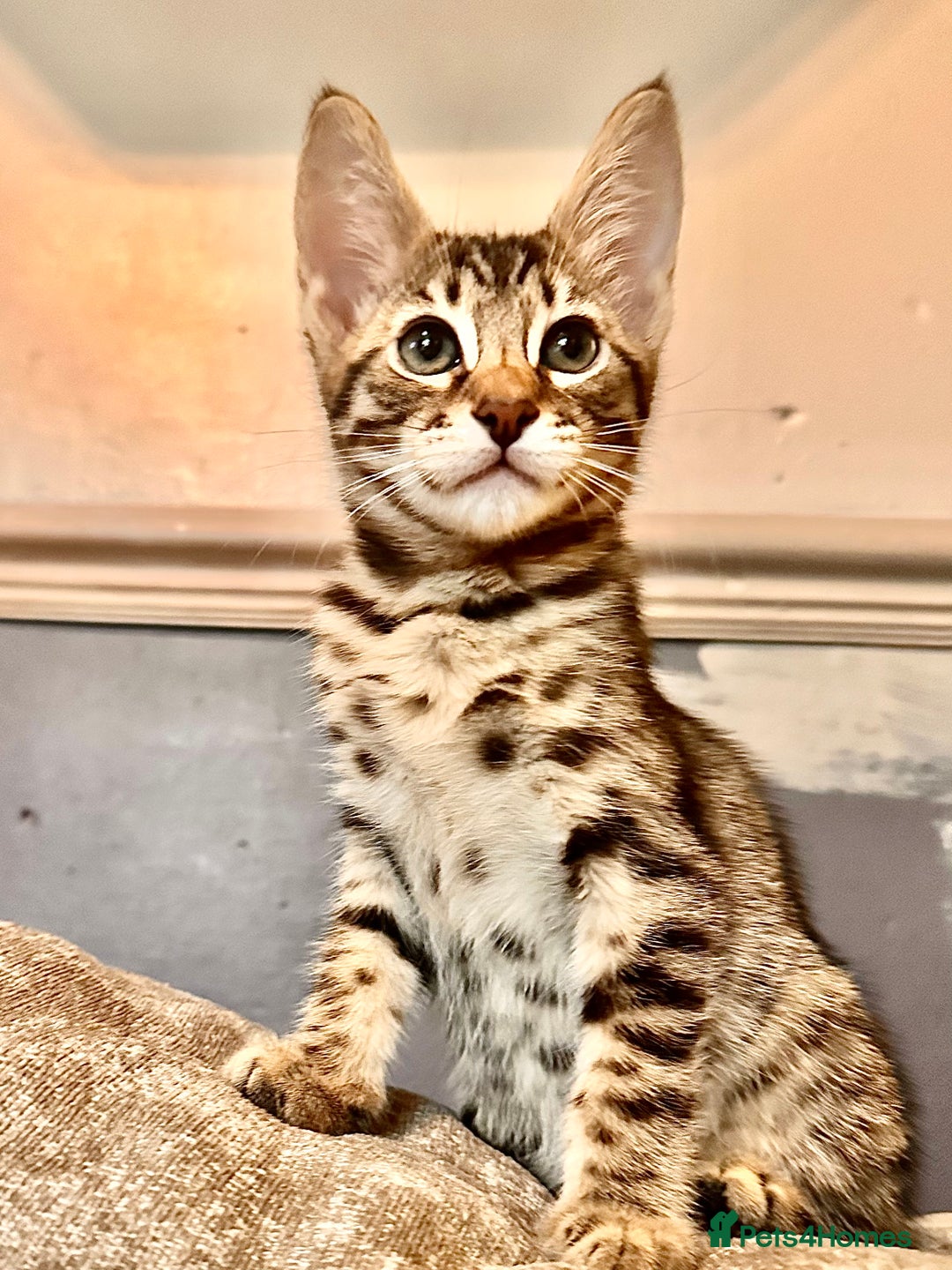 Savannah cats for sale: F4 Savannah kittens  - Advert 33