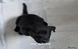 Mixed Breed dogs for sale: Labrador/staffie mix - Advert 1