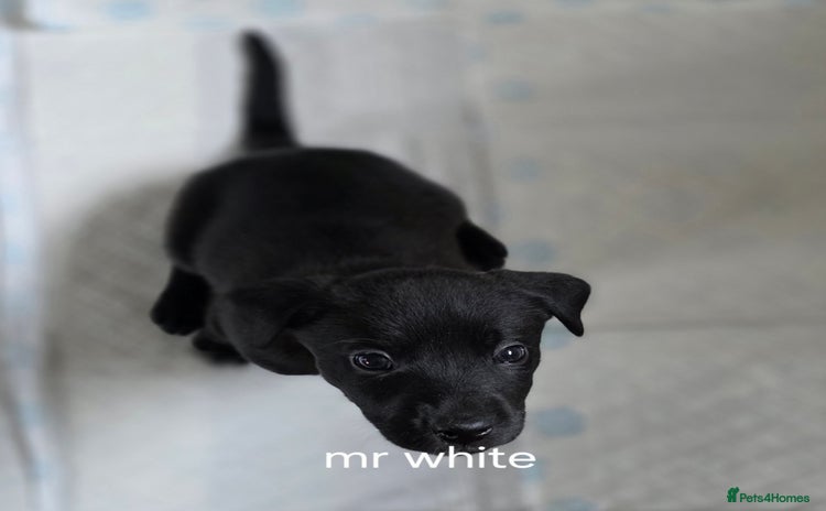 Mixed Breed dogs Labrador/staffie mix - Advert 3