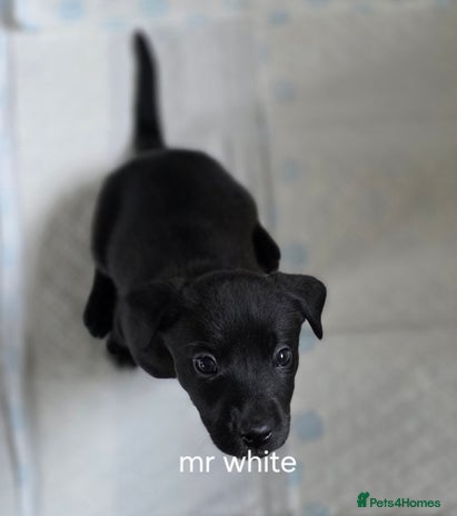 Mixed Breed dogs Labrador/staffie mix - Advert 1