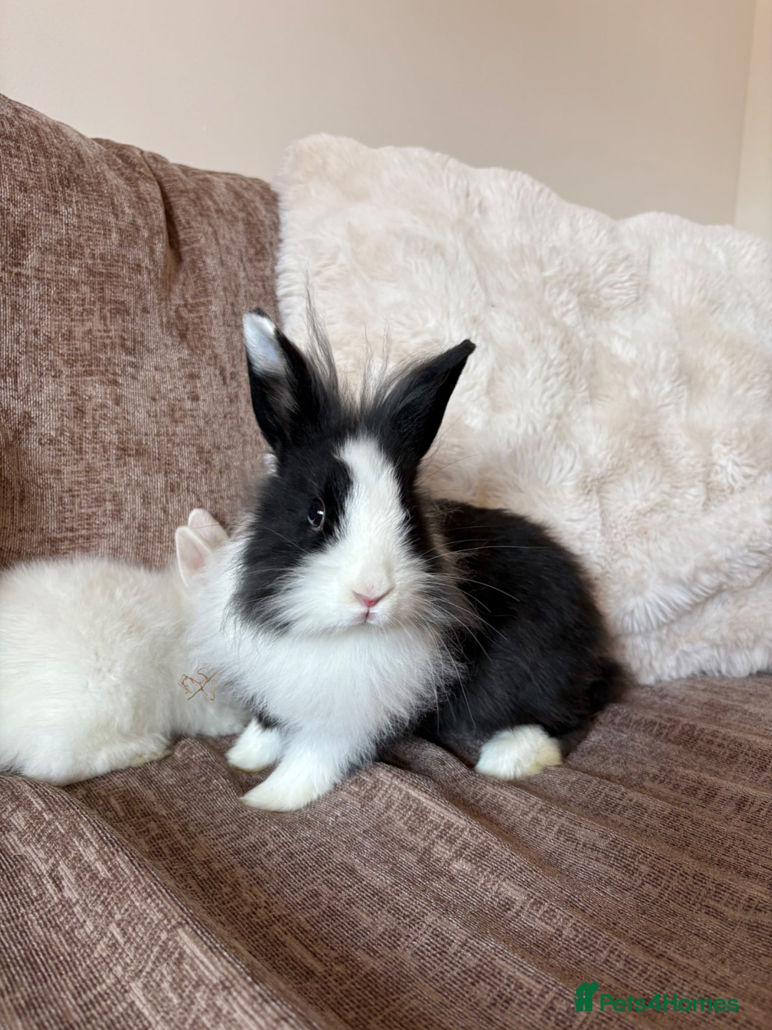 Lionhead rabbits Pure gorgeous bundles of joy!  - Advert 19