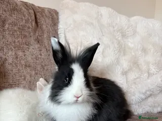 Lionhead rabbits Pure gorgeous bundles of joy! - Advert 19