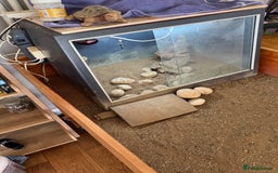 Tortoise reptiles for sale: Horsefield Tortoise and set up - Image 6