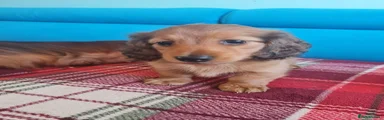 Miniature Dachshund 1