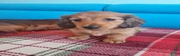 Miniature Dachshund dogs for sale: Gorgeous Miniature Dachshund Puppies in York - Advert 2