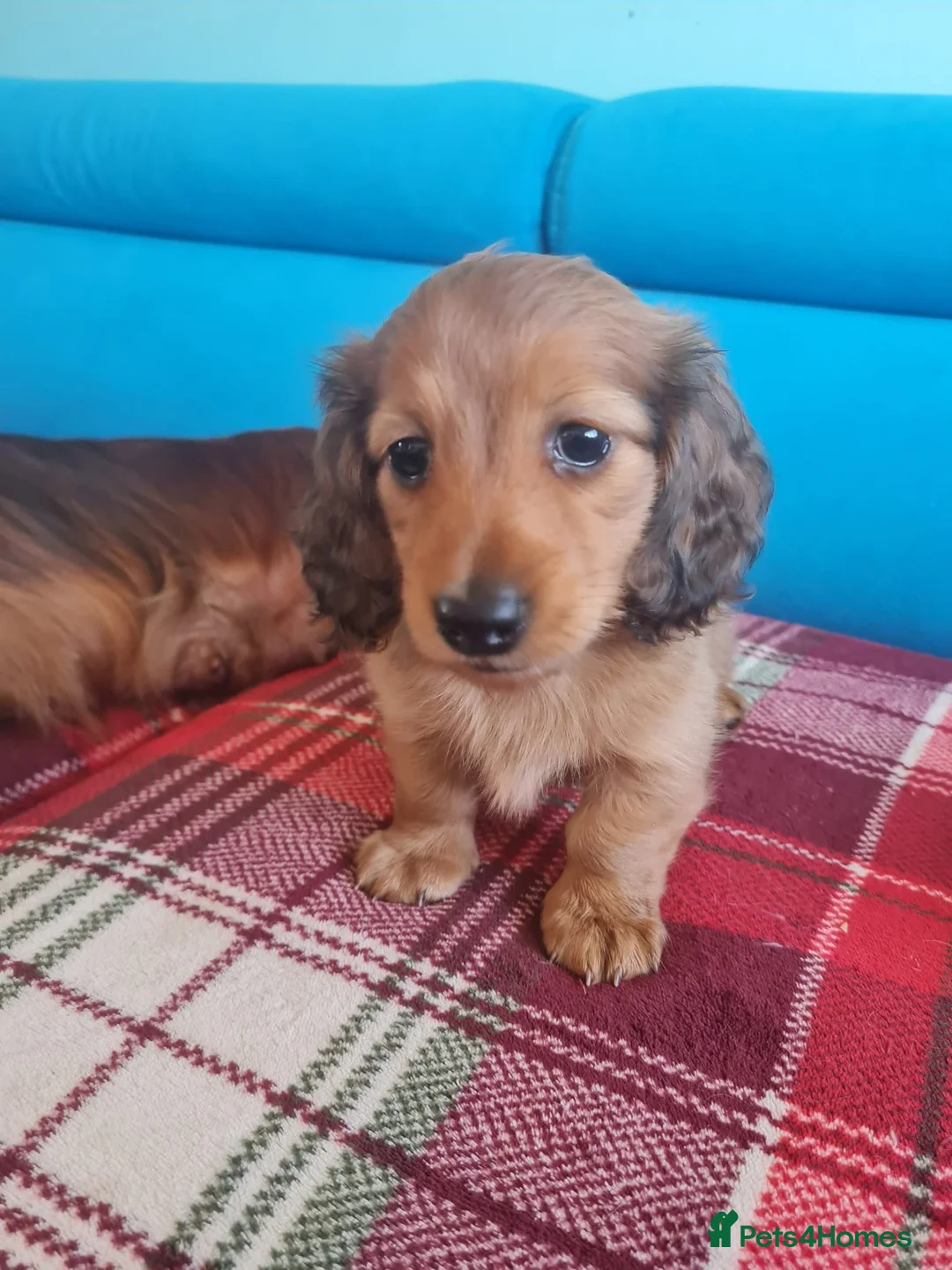 Miniature Dachshund dogs for sale: Gorgeous Miniature Dachshund Puppies in York - Advert 2