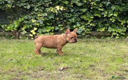 French Bulldog dogs for sale: French Bulldog puppies 3 girls and 3 boys - Image 8
