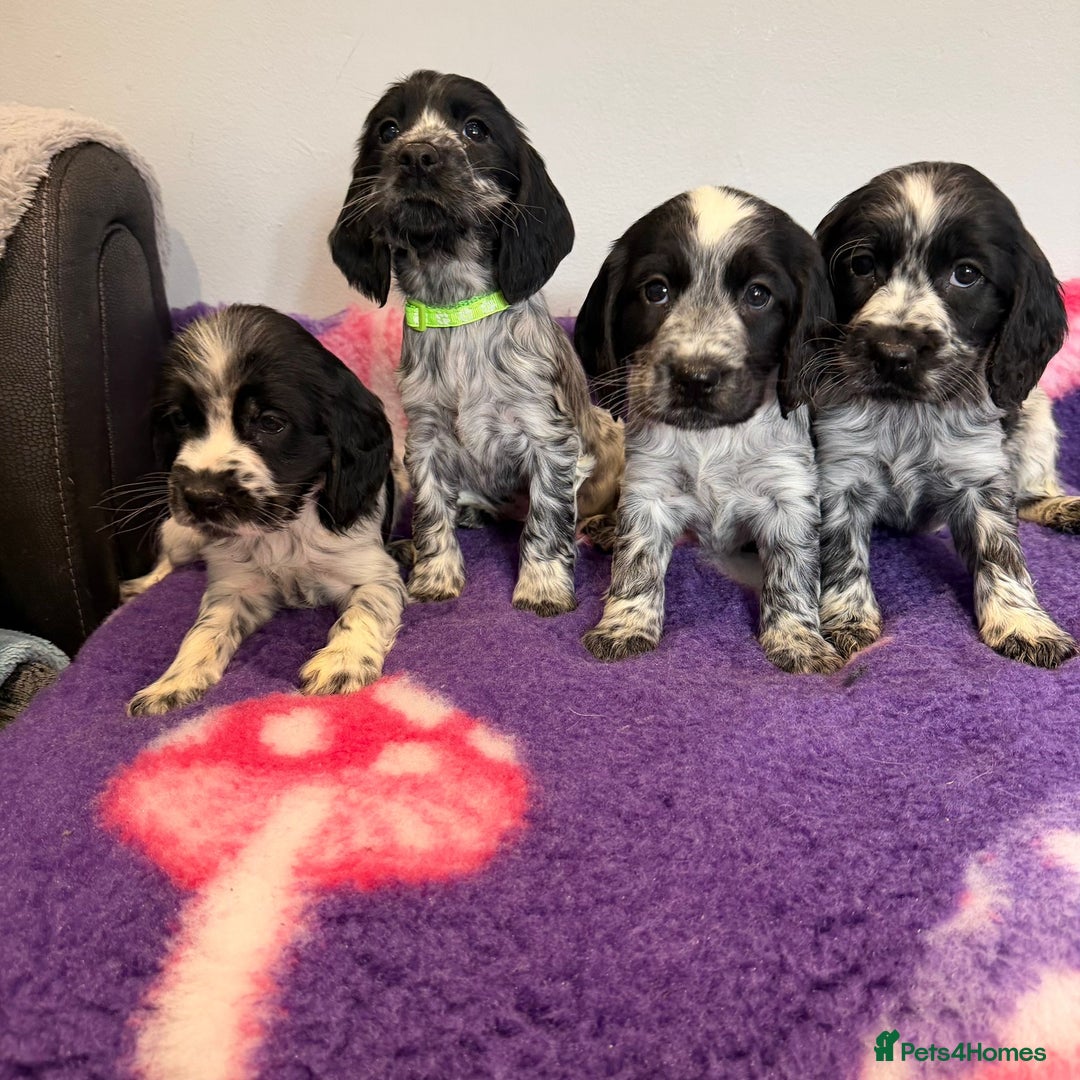 Cocker Spaniel dogs for sale: Stunning cocker spaniel pups  - Advert 10