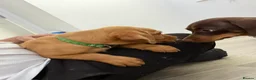 Labrador Retriever dogs for sale: Labrador puppies from a loving family home. - Advert 16