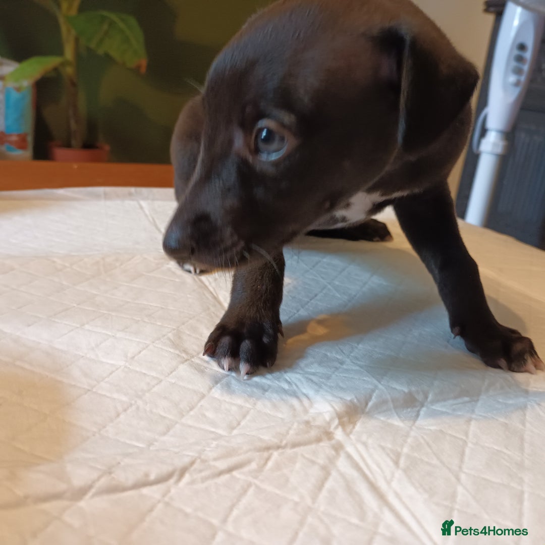 Whippet dogs for sale: 2 whippet pups left ( 1 bitch & 1 boy) - Image 10