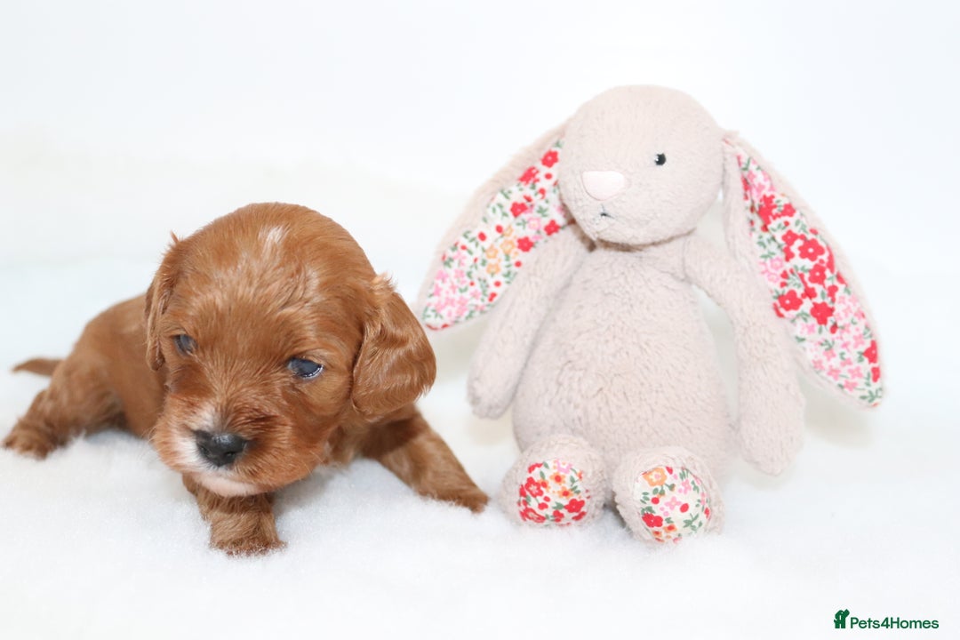 Cavapoo dogs for sale: Welcome to Cotswold Cavapoos - Advert 14