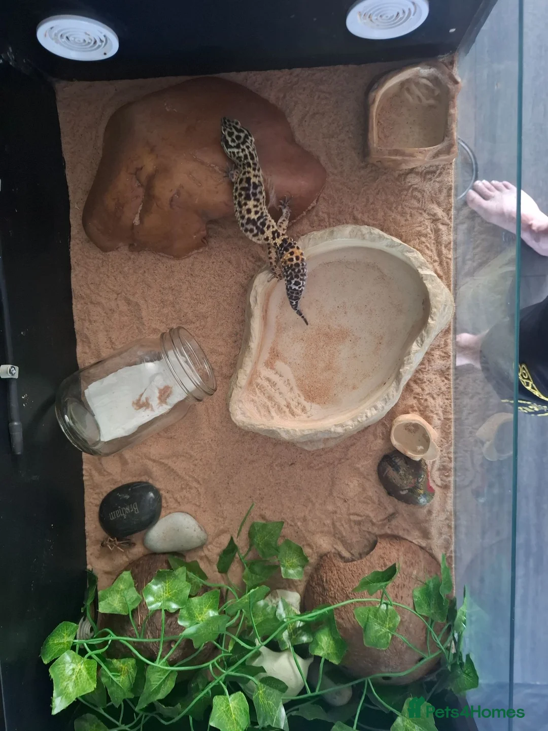 Leopard Gecko reptiles for sale: Leopard Gecko with vivarium - Advert 2