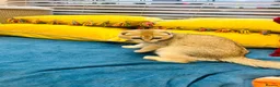 Scottish Fold cats for sale:  Our Last Precious Scottish Fold Gold  - Advert 15