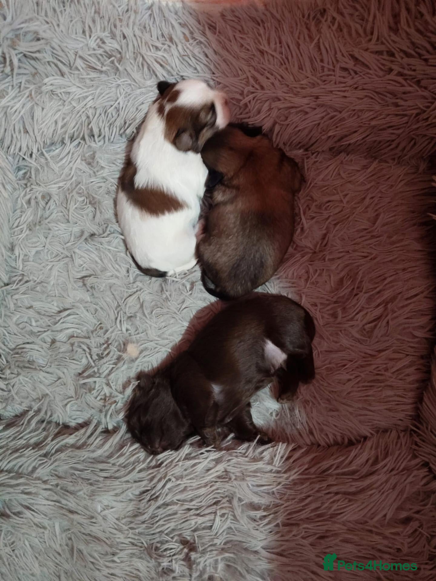 Shih Tzu dogs Super cute Imperial Shih tzu puppies  - Advert 1