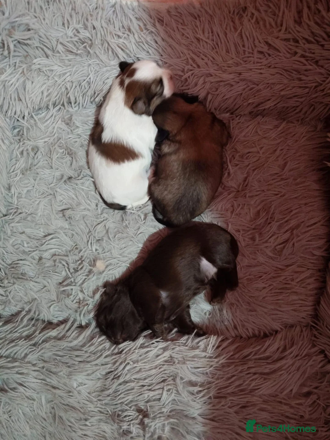 Shih Tzu dogs for sale: Super cute Imperial Shih tzu puppies  - Advert 1