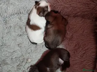 Shih Tzu dogs Super cute Imperial Shih tzu puppies - Advert 1