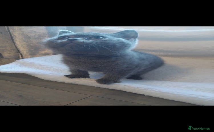 British Shorthair cats - Advert 3