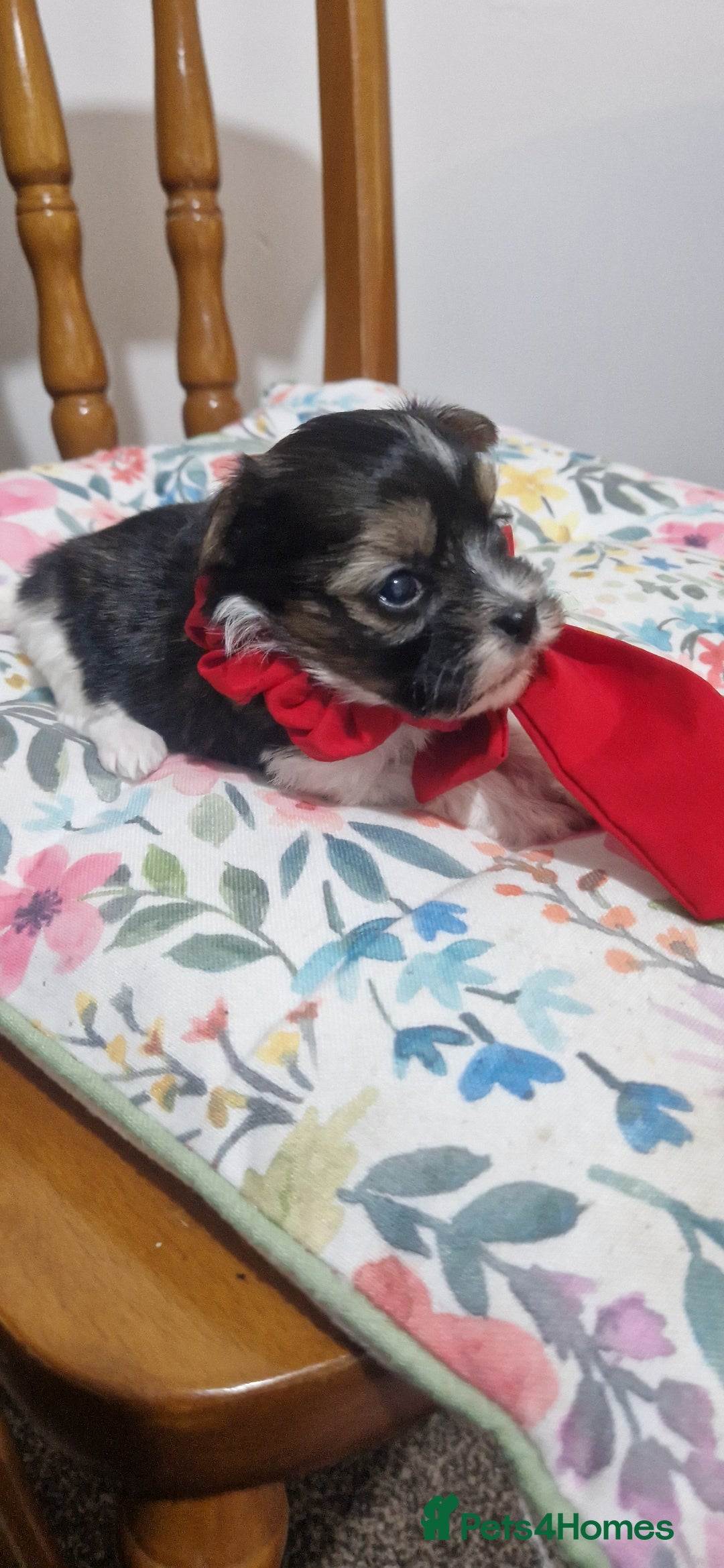 Mixed Breed dogs for sale: Bichon havaneze! - Advert 10