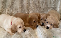 Cockerdor dogs for sale: Adorable f1 cockerdor puppies - Image 34