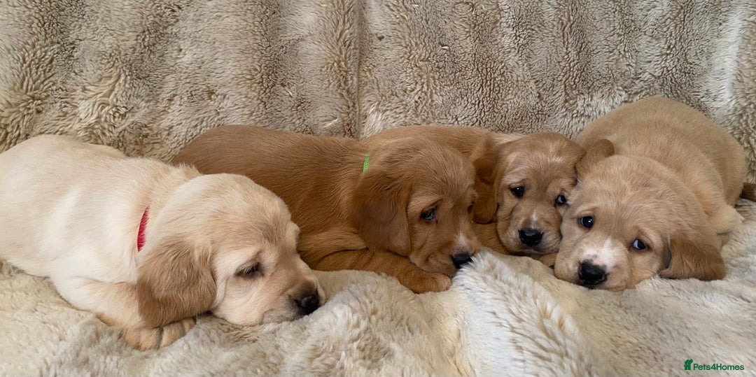Cockerdor dogs for sale: Adorable f1 cockerdor puppies - Image 34