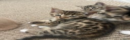 Munchkin cats for sale: Beautiful Bengal Tabby Munchkin Kittens for sale  - Advert 13